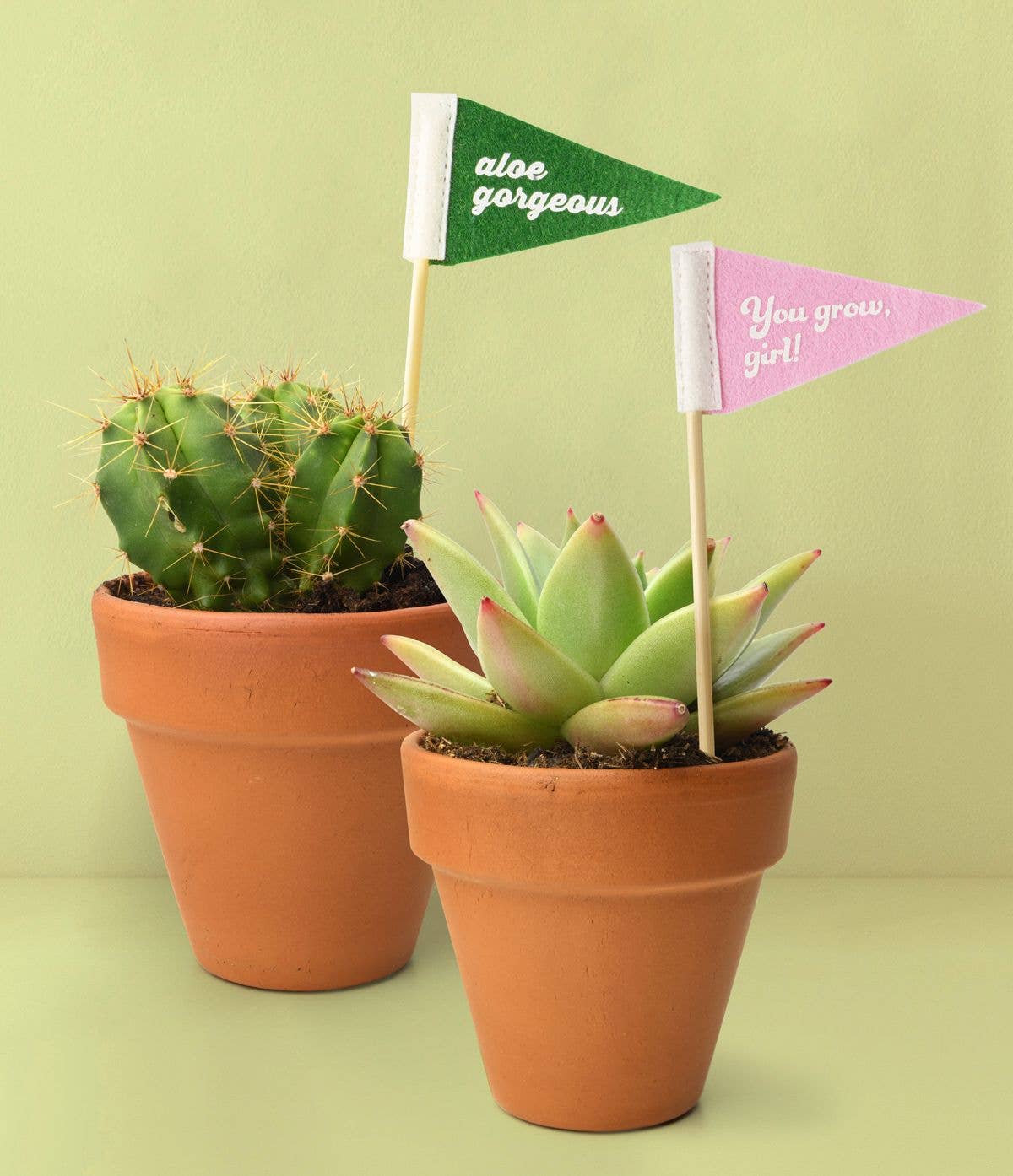 Seed &amp; Sprout Rooting For You Plant Pennants