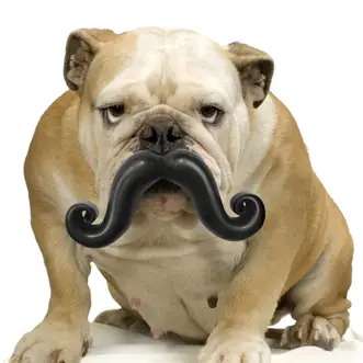 Humunga Stache Mini